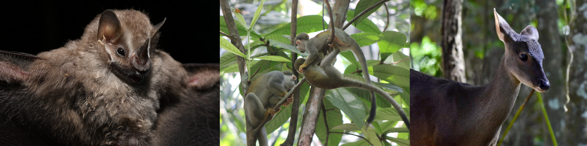Laboratório de Fauna - LabFau